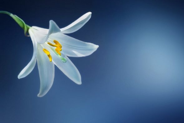 20170407_News_HERASaysGoodbyeToADedicatedIndustryAdvocate_1200x800 peace-lily