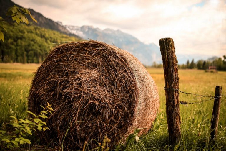 20170728_News_WyomingRoamingForCCVIII wyoming-roaming-farm