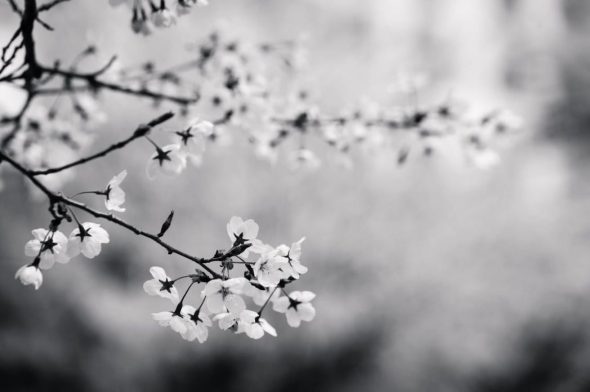 20170913 News_HERAMournsTheLossofUoAJohnButterworth_HERA flowers